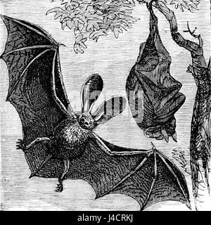 PSM V07 D667 Long eared inglese bat Foto Stock