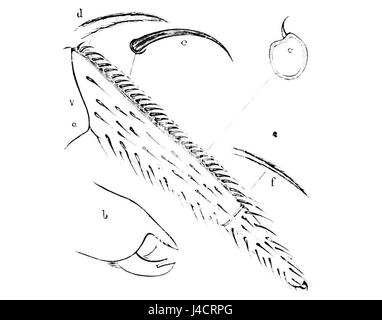 Questa immagine tratta dal Popular Science Monthly (PSM) volume 6, raffigura segmenti di artiglio ragno. L'illustrazione si concentra sulla struttura e l'anatomia degli artigli, tipici degli aracnidi, essenziali per comprendere i loro comportamenti predatori e difensivi. Foto Stock