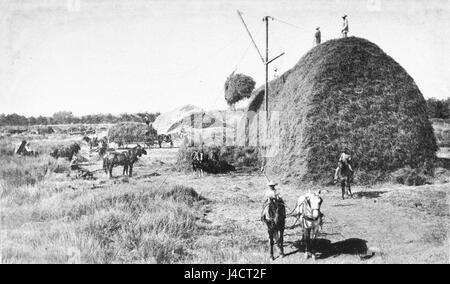 PSM V43 D169 campi di erba medica nel deserto Foto Stock