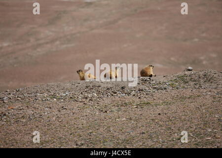 Gopher piccolo mammifero africano animale Foto Stock