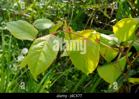 Foglie e lo stelo di un knotweed giapponese impianto, , i mondi più invasiva specie vegetali. Foto Stock