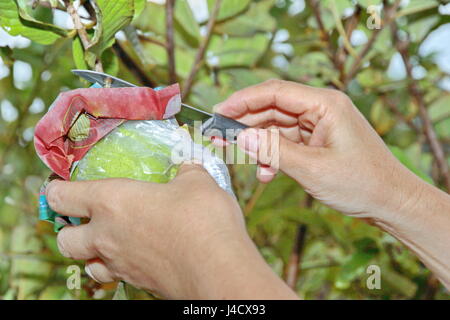 Guaiava Kim Ju giardinaggio,giardinieri usano un coltello per tagliare la frutta dalla struttura ad albero per la vendita in sospeso. Foto Stock