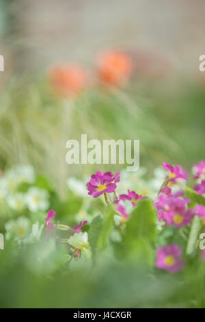 Viola e bianco primule miscelati insieme in un confine di fiori. Foto Stock