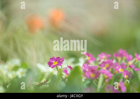 Viola e bianco primule miscelati insieme in un confine di fiori. Foto Stock