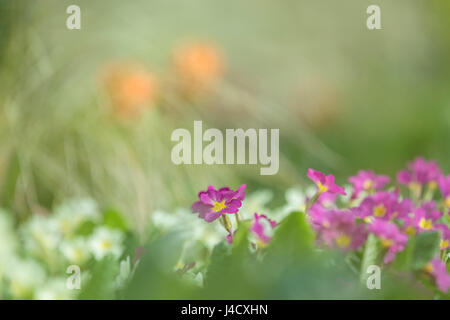 Viola e bianco primule miscelati insieme in un confine di fiori. Foto Stock