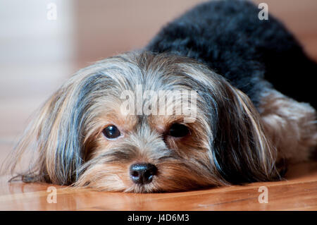 Assonnato faccia Marrone con Pelo nero piccolo Yorkshire Terrier cucciolo sdraiato mento sul pavimento in legno rivolti a telecamera vicino su Ritratto Foto Stock