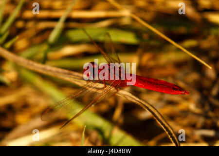 Libellula rossa appoggiato accanto all'acqua nell'Okavango Delta Foto Stock