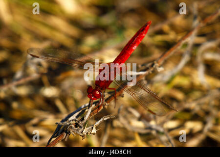 Libellula rossa appoggiato accanto all'acqua nell'Okavango Delta Foto Stock