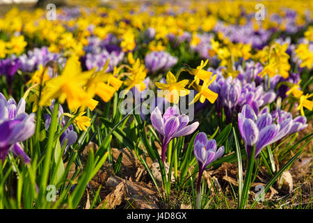 Crochi e narcisi su una centrale di prenotazione in Rothenburgsort, Amburgo, Germania, Europa Krokusse und Narzissen auf einem Gruenstreifen in Rothenbu Foto Stock