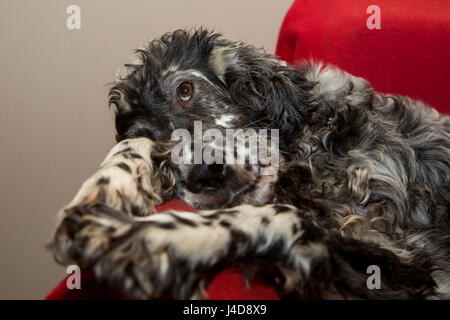 Cane sul letto Foto Stock