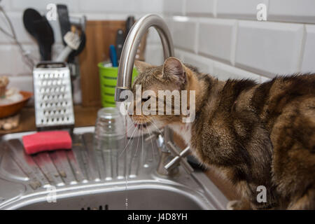 Gatto beve acqua di rubinetto Foto Stock