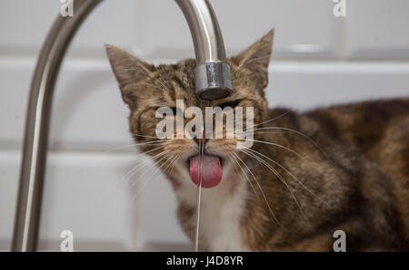 Gatto beve acqua di rubinetto Foto Stock