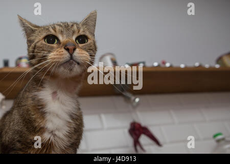 Gatto beve acqua di rubinetto Foto Stock