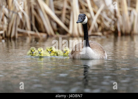 Famiglia di Oche del Canada con goslings, Manitoba, Canada. Foto Stock