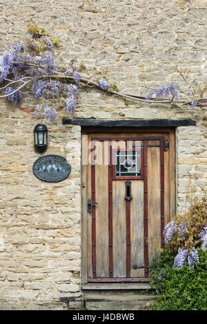 Il Glicine floribunda. Il glicine giapponese sulla parte esterna del Glicine cottage nel villaggio di Aynho, Sud Northamptonshire, Inghilterra. Foto Stock