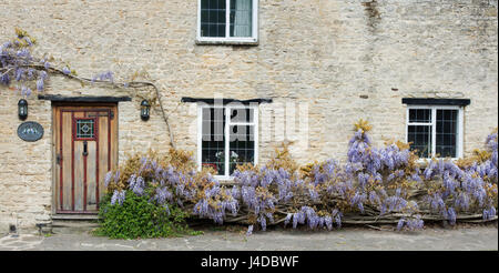 Il Glicine floribunda. Il glicine giapponese sulla parte esterna del Glicine cottage nel villaggio di Aynho, Sud Northamptonshire, Inghilterra. Vista panoramica Foto Stock