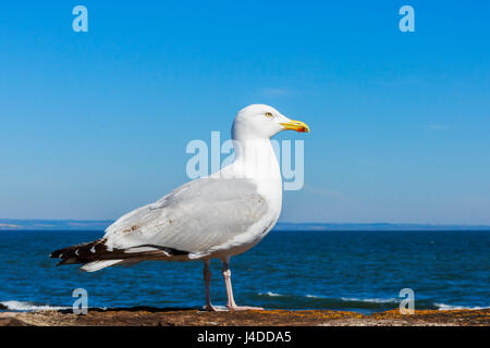 Aringhe adulte gabbiano in piedi sul molo di St Andrews Fife Foto Stock