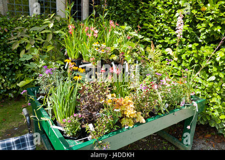 Giardino in legno display piantatrice rifornito con nuovi giovani tarda estate lettiera vegetale piante / fiori / fiore in vendita dal centro giardino, Bodmin Cornwall Foto Stock