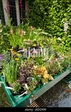 Giardino in legno display piantatrice rifornito con nuovi giovani tarda estate lettiera vegetale piante / fiori / fiore in vendita dal centro giardino, Bodmin Cornwall Foto Stock