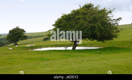 Albero da un laghetto sulla Sussex Downs Foto Stock