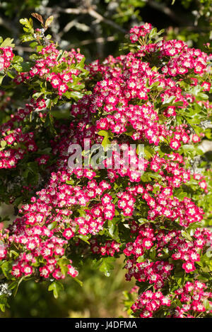 White eyed rosso dei fiori di hardy deciduo piccolo albero di biancospino, Crataegus laevigata 'Crimson Cloud' Foto Stock