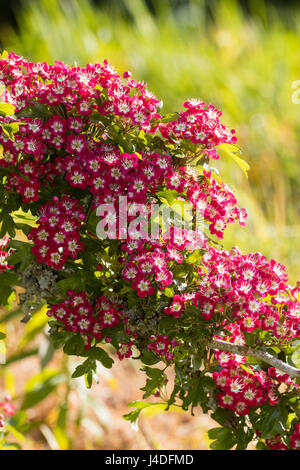 White eyed rosso dei fiori di hardy deciduo piccolo albero di biancospino, Crataegus laevigata 'Crimson Cloud' Foto Stock