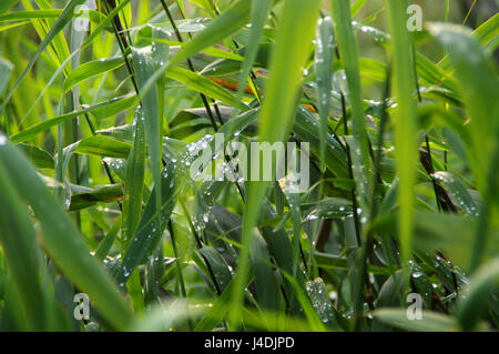 Gocce di Rugiada di mattina su lunghe foglie verdi di reed Foto Stock