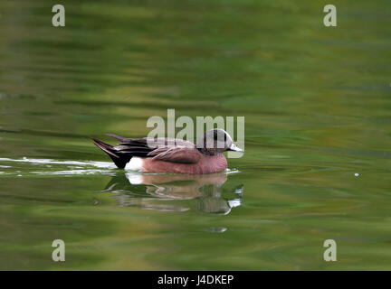 American Wigeon Drake Foto Stock