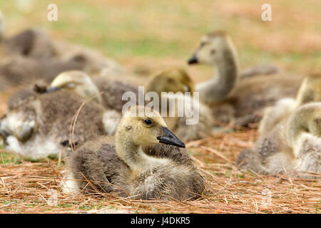 Canada Goose Goslings Foto Stock