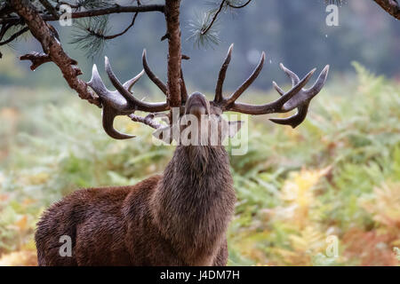 Red Deer rut cervo (Cervus elaphus) affilare il suo palchi o eventualmente di marcatura sul territorio Abete rami sotto la pioggia Foto Stock