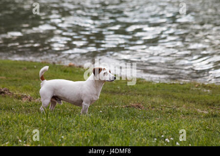 Un piccolo cane bianco su erba, vicino a un lago Foto Stock