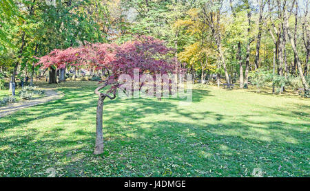 Albero colorato nel periodo autunnale, parco all'aperto con colore giallo alberi di arancio, foglie, cielo blu. Foto Stock