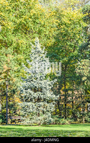 Argento verde pino nel periodo autunnale, giallo arancio foglie. Foto Stock