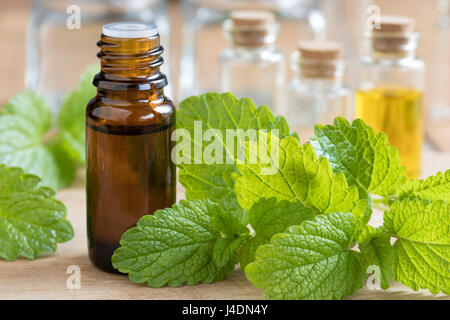 Una bottiglia di Melissa (Melissa) olio essenziale con fresche foglie di Melissa Foto Stock