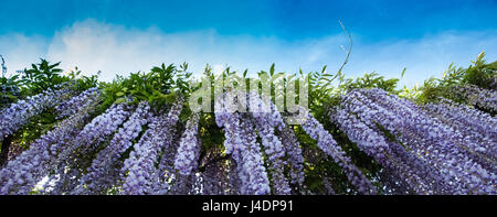 Illusione che piove fiore da un cielo blu Foto Stock