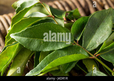 Materie organiche Verde foglie di Curry pronto a cucinare con Foto Stock