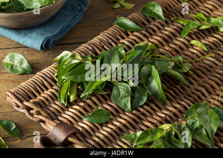 Materie organiche Verde foglie di Curry pronto a cucinare con Foto Stock