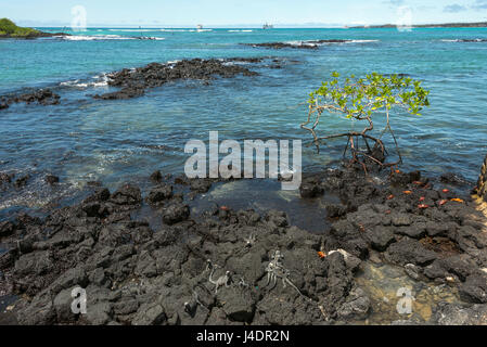 Le Galapagos iguane marine e Sally Lightfoot i granchi sono in pietra vulcanica. Santa Cruz, Isole Galapagos, Ecuador Foto Stock