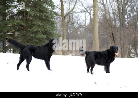 Nero Flat-Coated Retriever Foto Stock