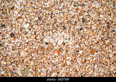 Cockleshells schiacciata sulla spiaggia di close-up sullo sfondo Foto Stock