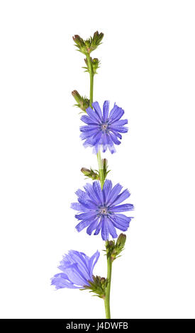 Fiori di cicoria (Cichorium intybus) isolato su sfondo bianco Foto Stock