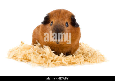 La cavia seduto su segatura su sfondo bianco Foto Stock