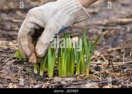 Mani guanti nella rimozione di foglie vecchie dall'aiuola di fiori nel giardino Foto Stock