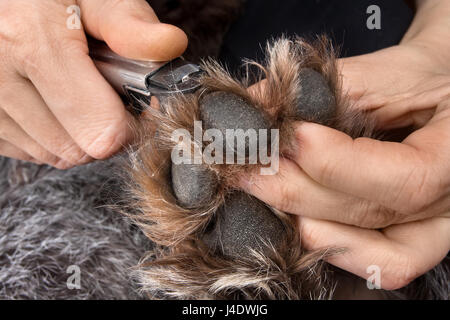 Mani artigli di trimming del cane con pet clipper Foto Stock