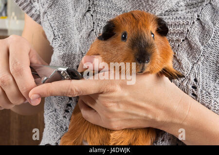 Mani artigli di trimming di cavia con pet clippers Foto Stock