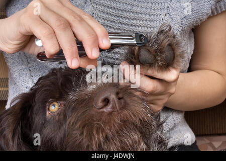 Fresatura di mani toenails del cane con pet clipper Foto Stock