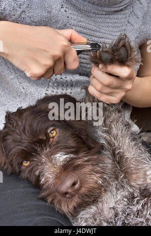 Fresatura di mani toenails del cane con clipper Foto Stock