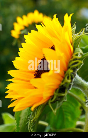 Girasole in piena fioritura in estate il sole, vista laterale, colori caldi e luminosi Foto Stock