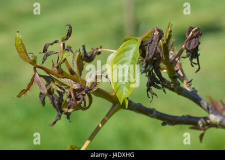 Necrotiche, bruciato, il gelo di giovani lo sviluppo di foglie di noce in tarda primavera, Berkshire, può Foto Stock