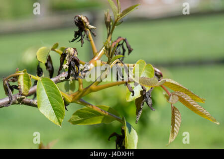 Necrotiche, bruciato, il gelo di giovani lo sviluppo di foglie di noce in tarda primavera, Berkshire, può Foto Stock